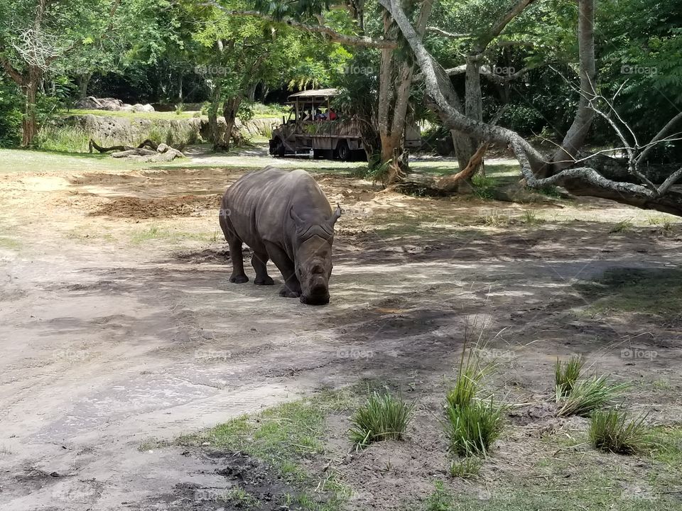 A rhinoceros searches for food.