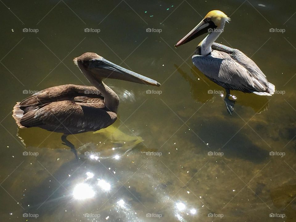 Birds in clear brackish water near the ocean with a glimmer reflection in the water.