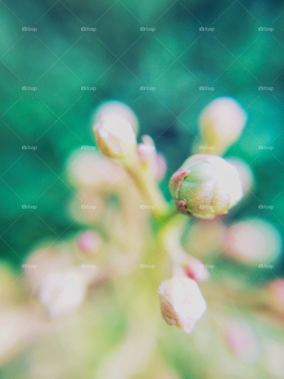 Tiny flower bud