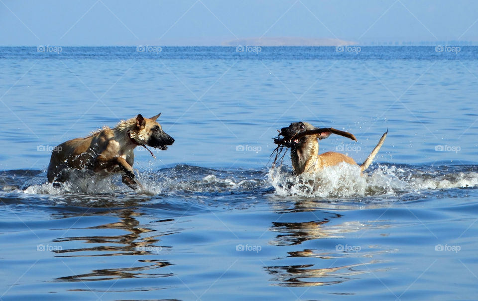 Dogs shepherd malinois