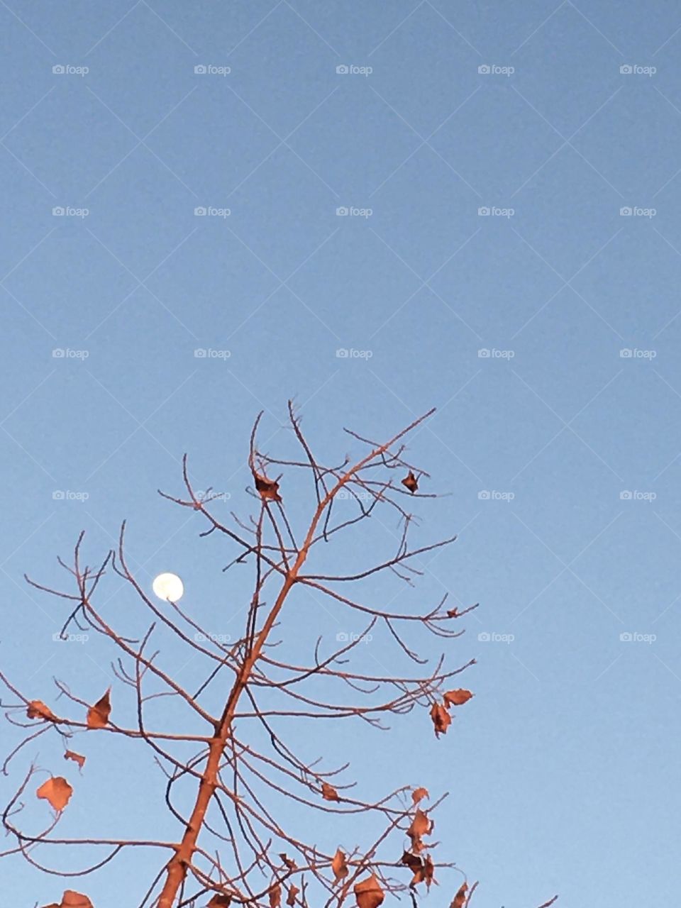 Beautiful moon behind the tree