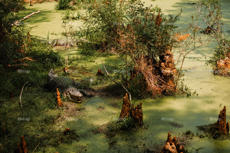 Alligator in swamp 
