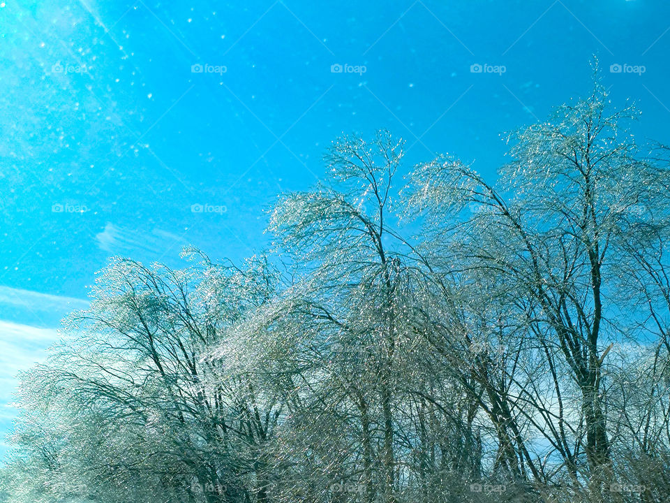heavy ice trees