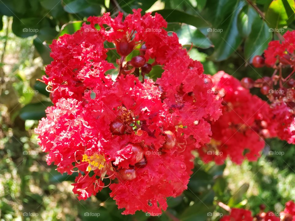 Vibrant red flowers blooming