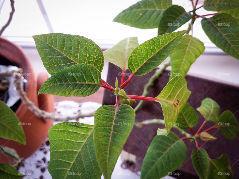 Crazy Poinsettia