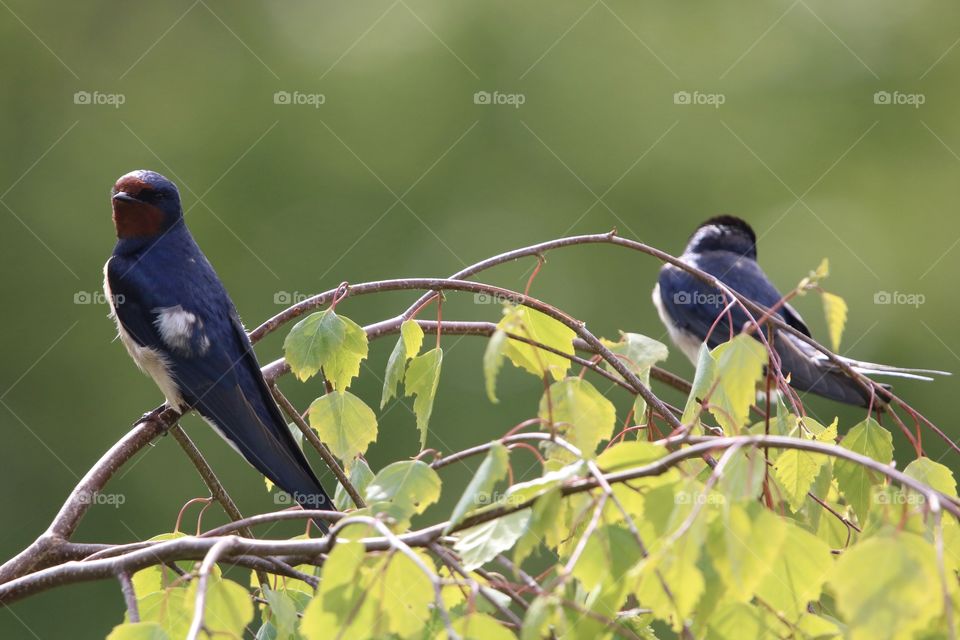 Swallow they came to their garden for breakfast