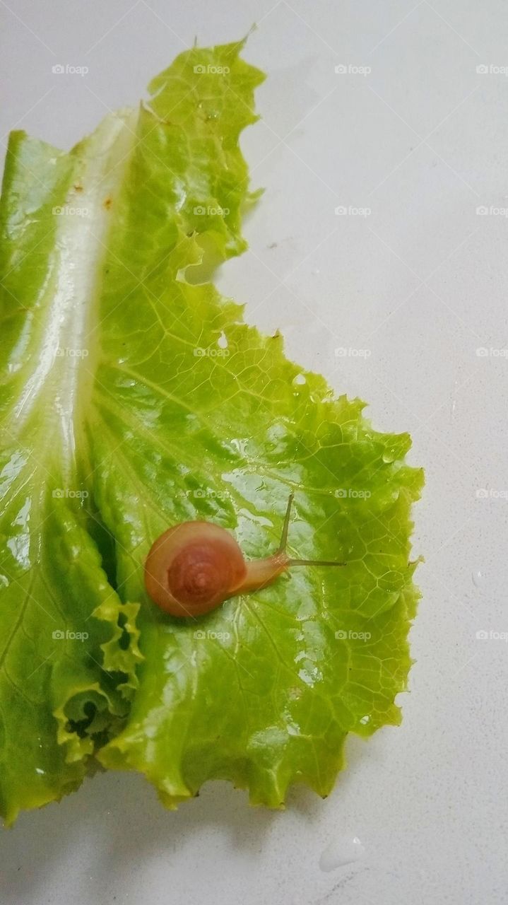 snail on my salad
