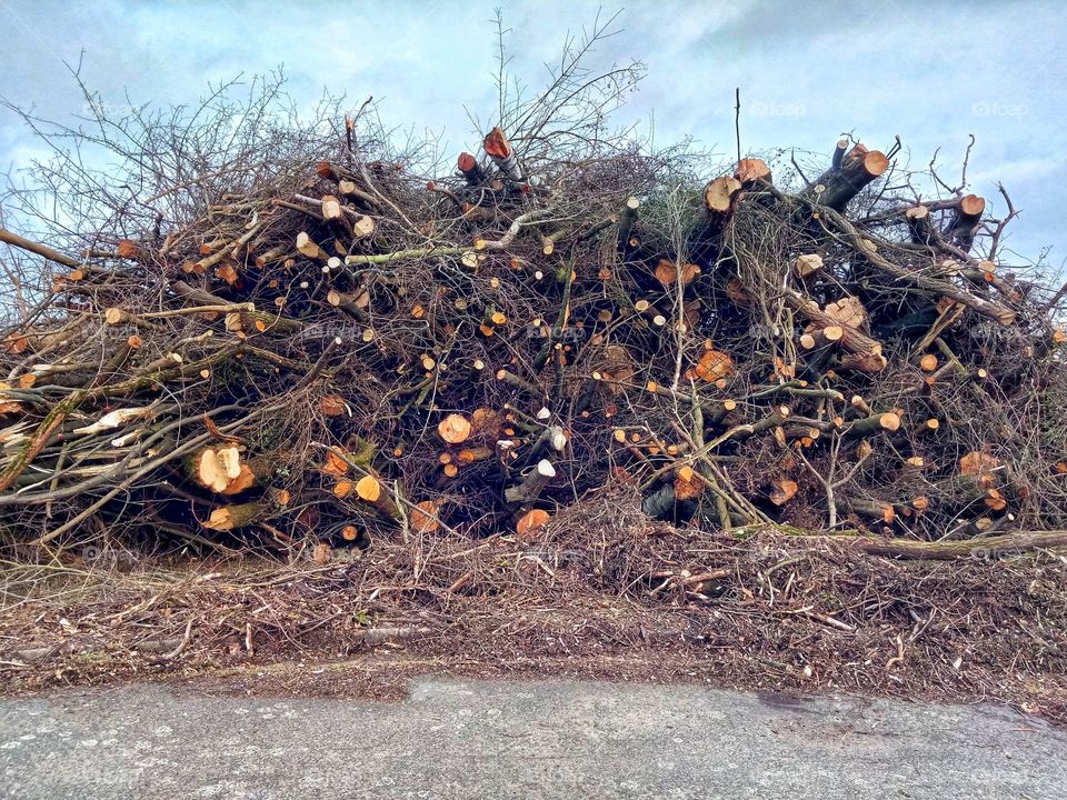 Big pile of chopped trees