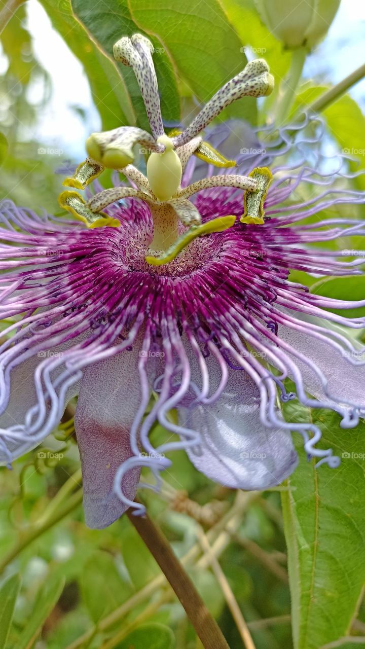 passion fruit from the bush, typical of the serrado.