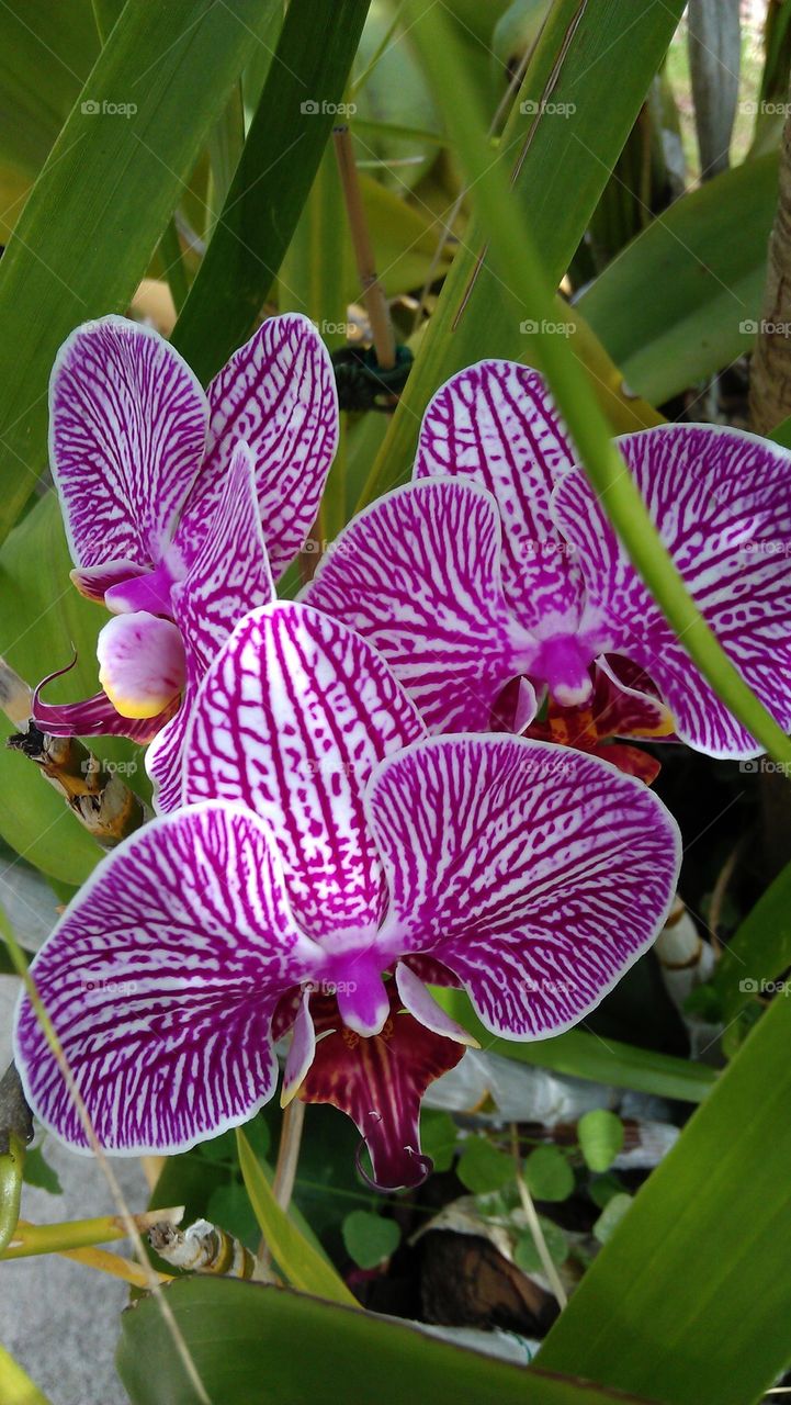 orchids