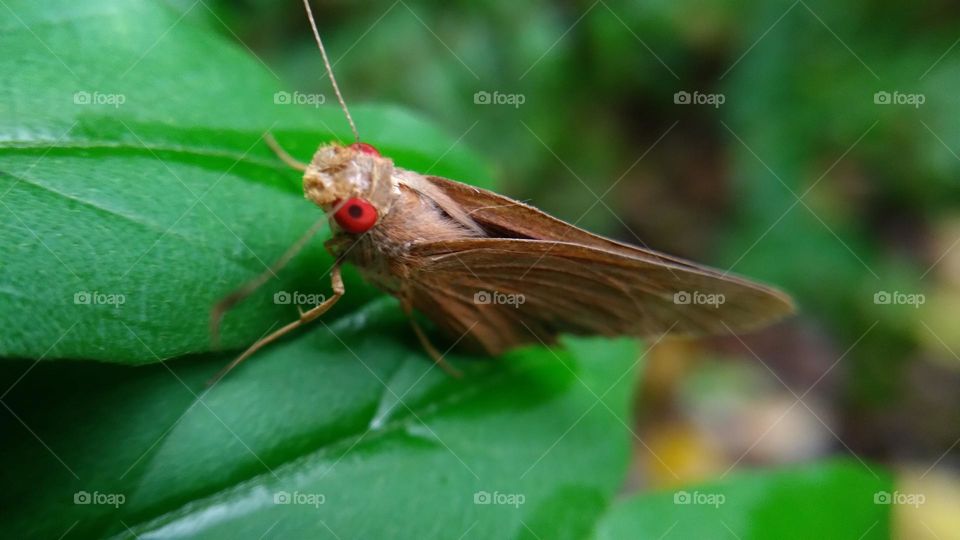 A beautiful butterfly with red eyes perched on a leaf