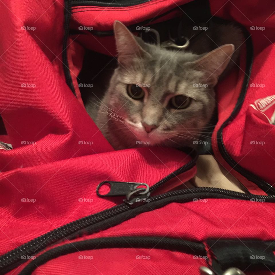 Cat in a duffle bag