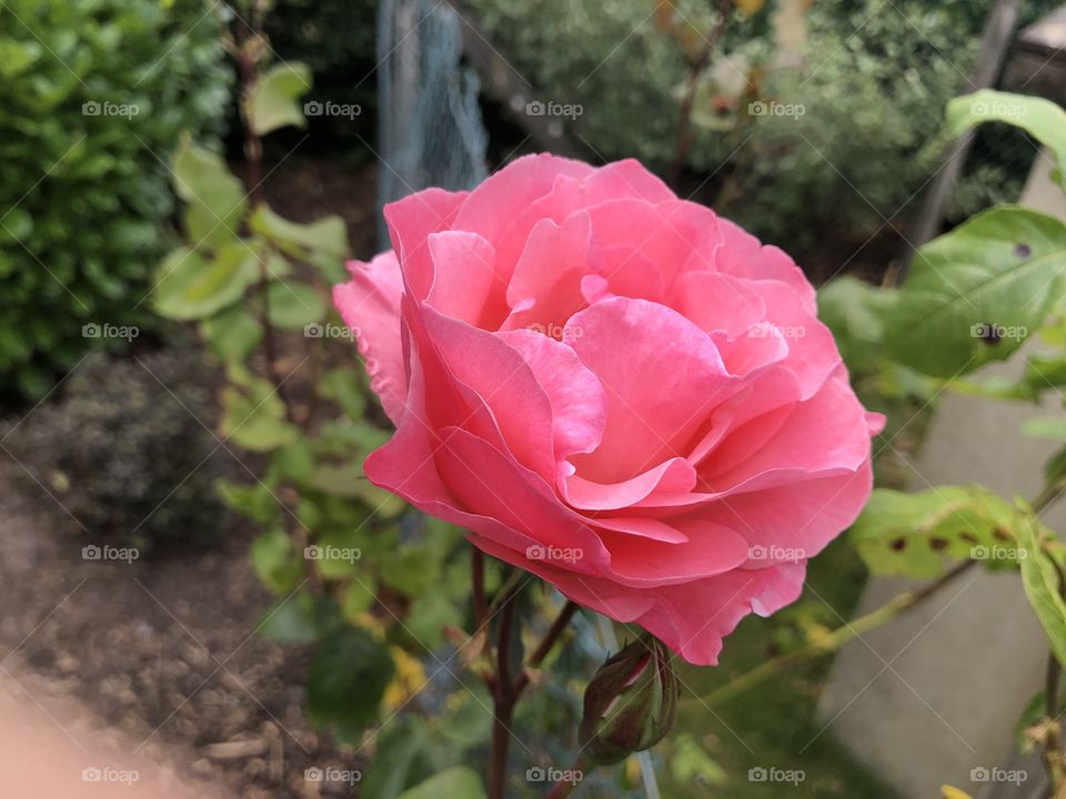 A rather lovely shiny pink rose found in Courtenay Park, Newton Abbot today, certainly a color that jumps out of the page at one.