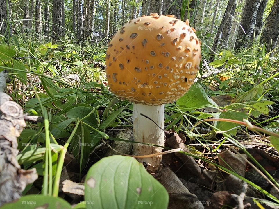 Backyard Mushrooms