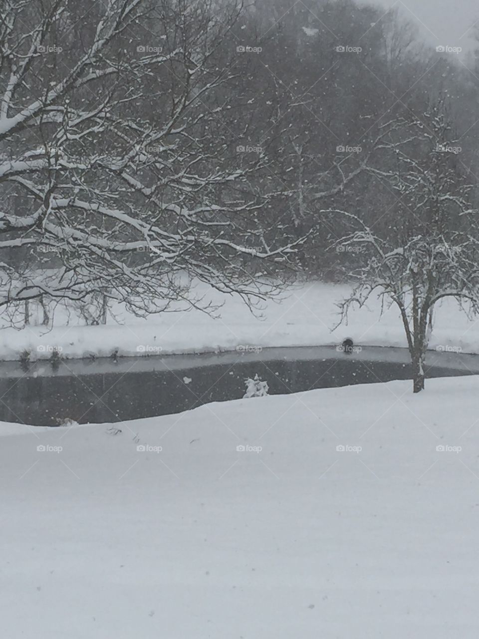 Snow at the pond!