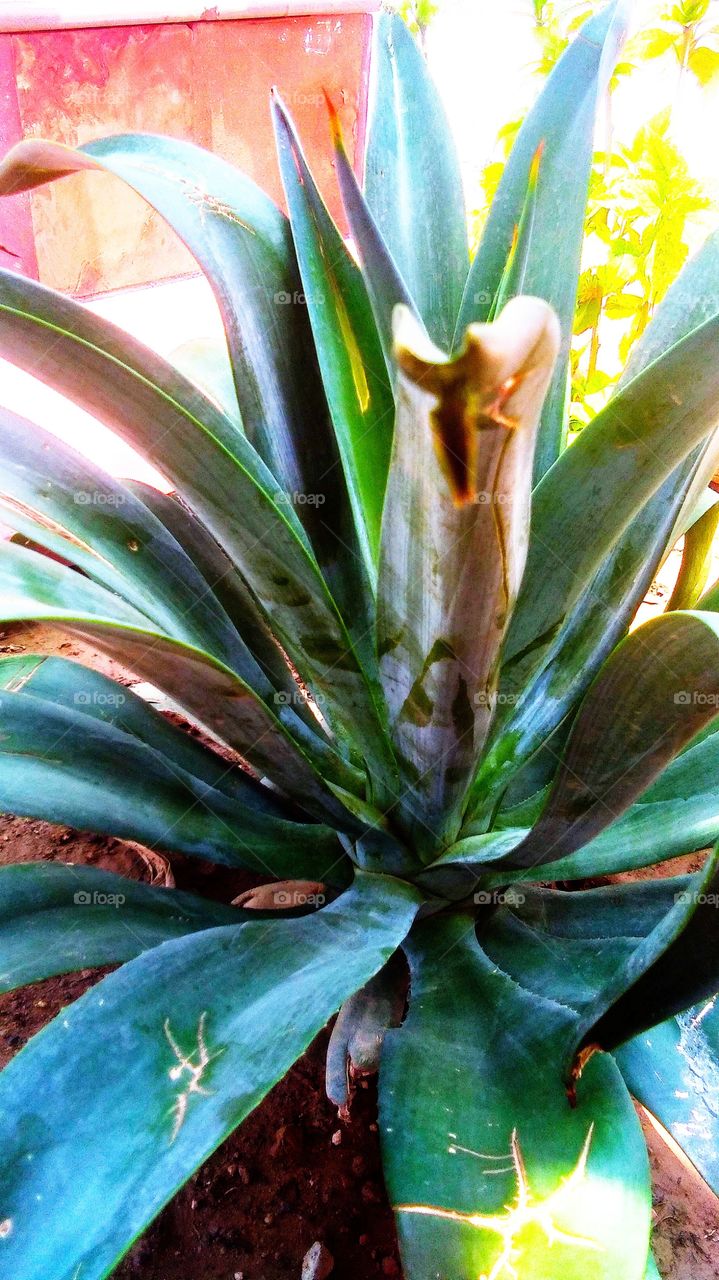 #foap #infoapartemen #foapjuly18 #foapaug18 #foapfeb18 #foapapril17 #foapers #foapjune18 #fotografoaprendiz #sfoapprentices #foaper #infoapartment #foapmission #foapmay18 #foapapr18 #foapit #infoaplikasipaytren #infoapple #foapom #foapjan19 #infoapp 