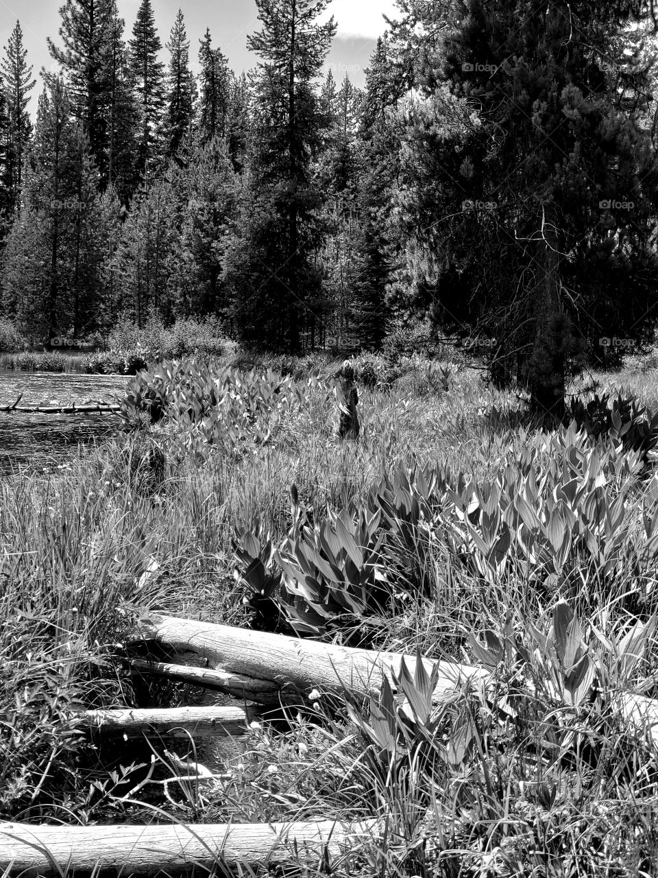 The Deschutes River near its headwaters on a sunny spring day