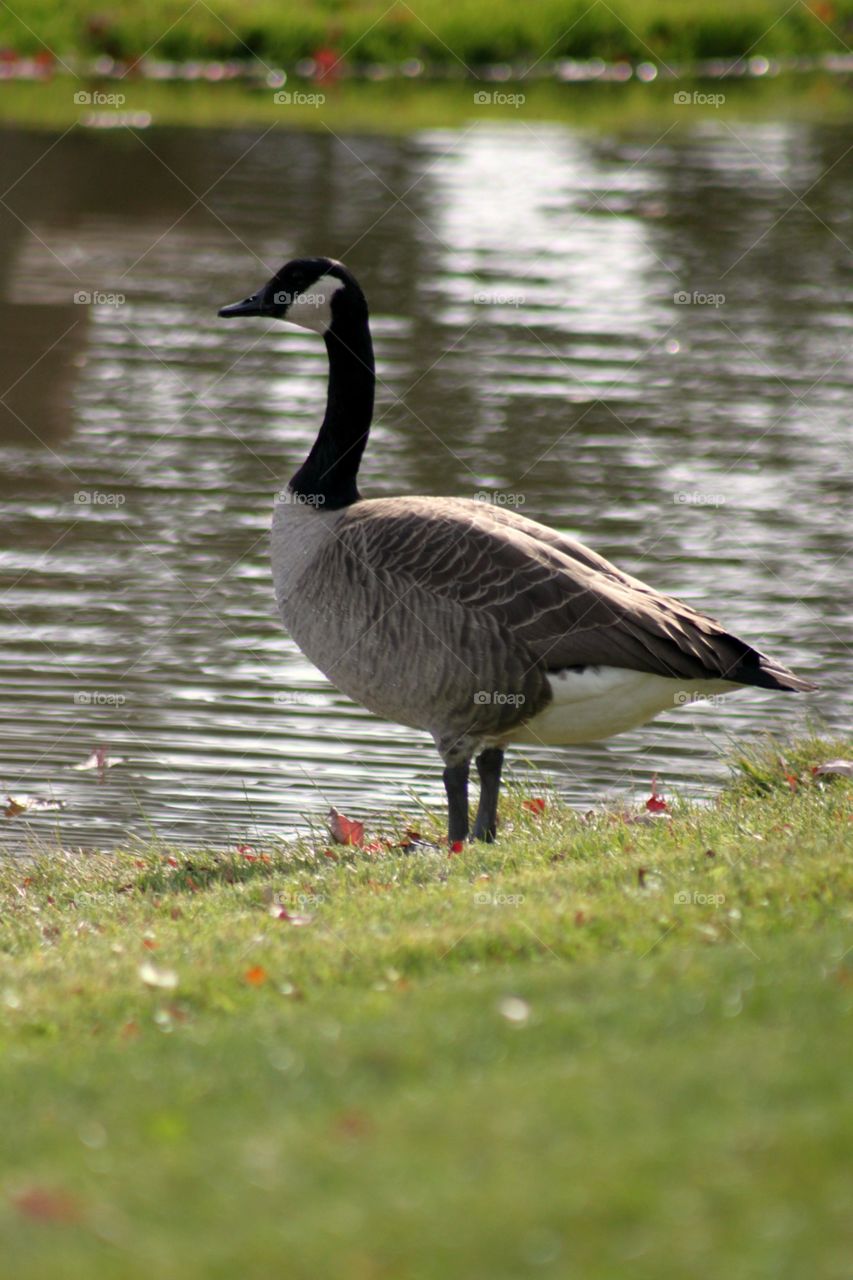 Fall Migration