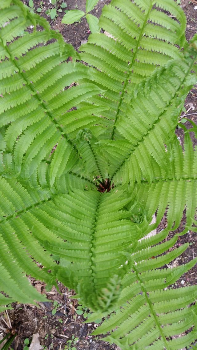 fern