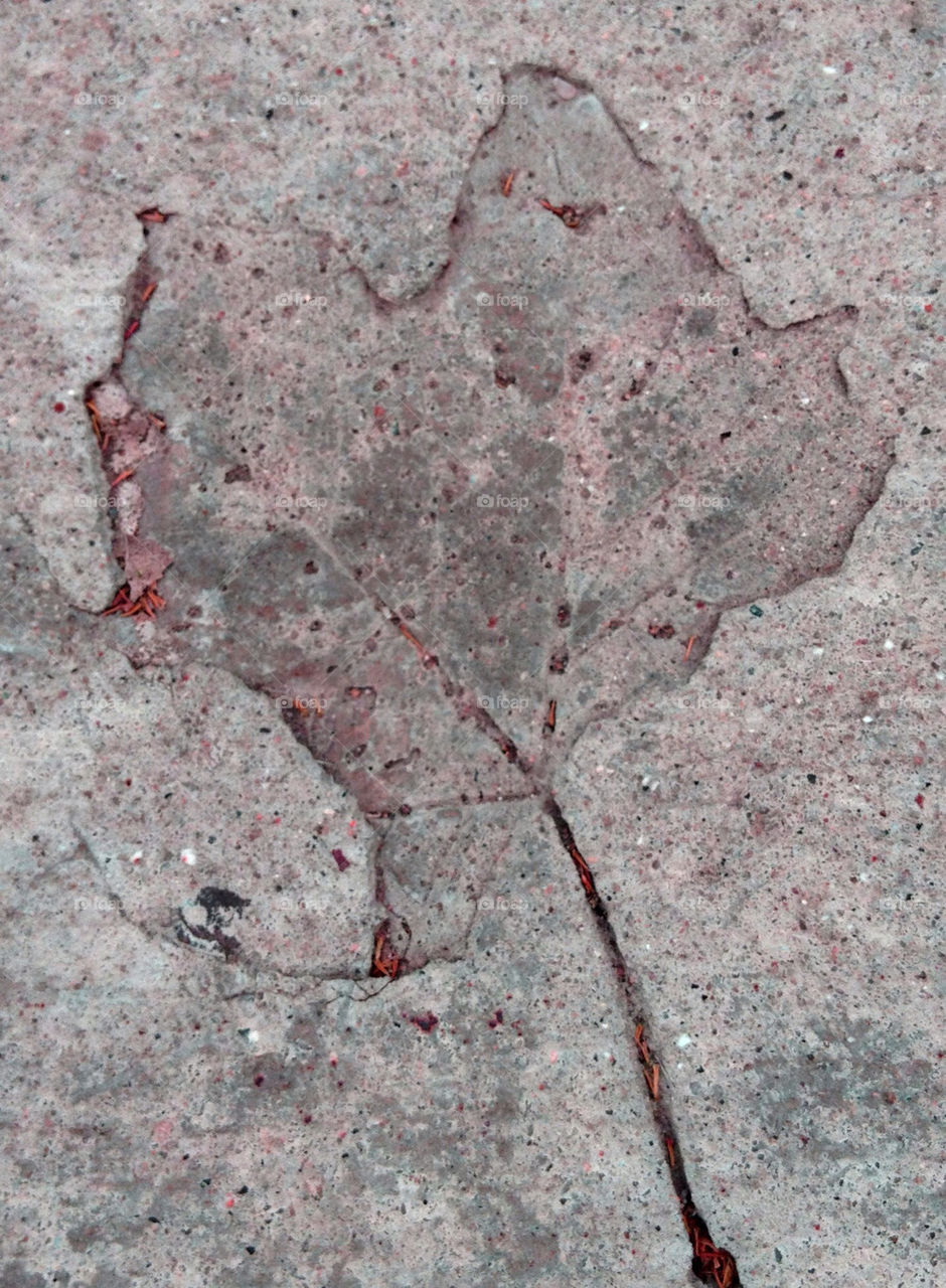leaf pavement maple by kotbastian