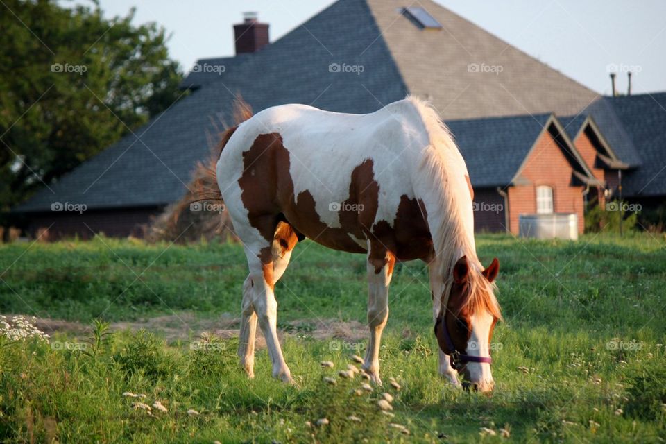 Horse Grazing in the Grass