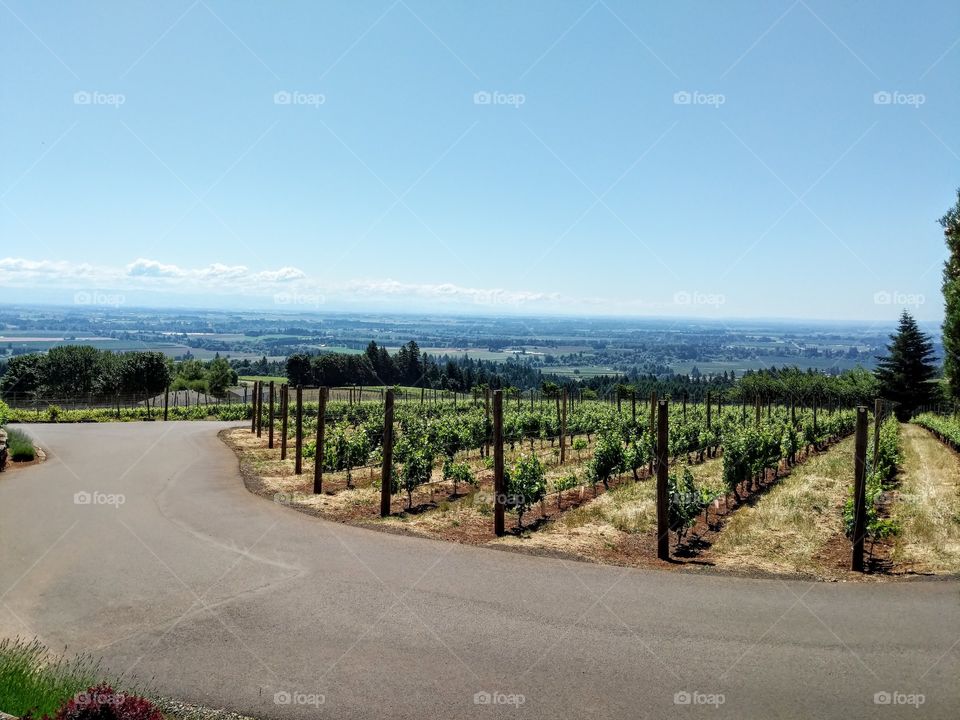 Oregon Wine Country