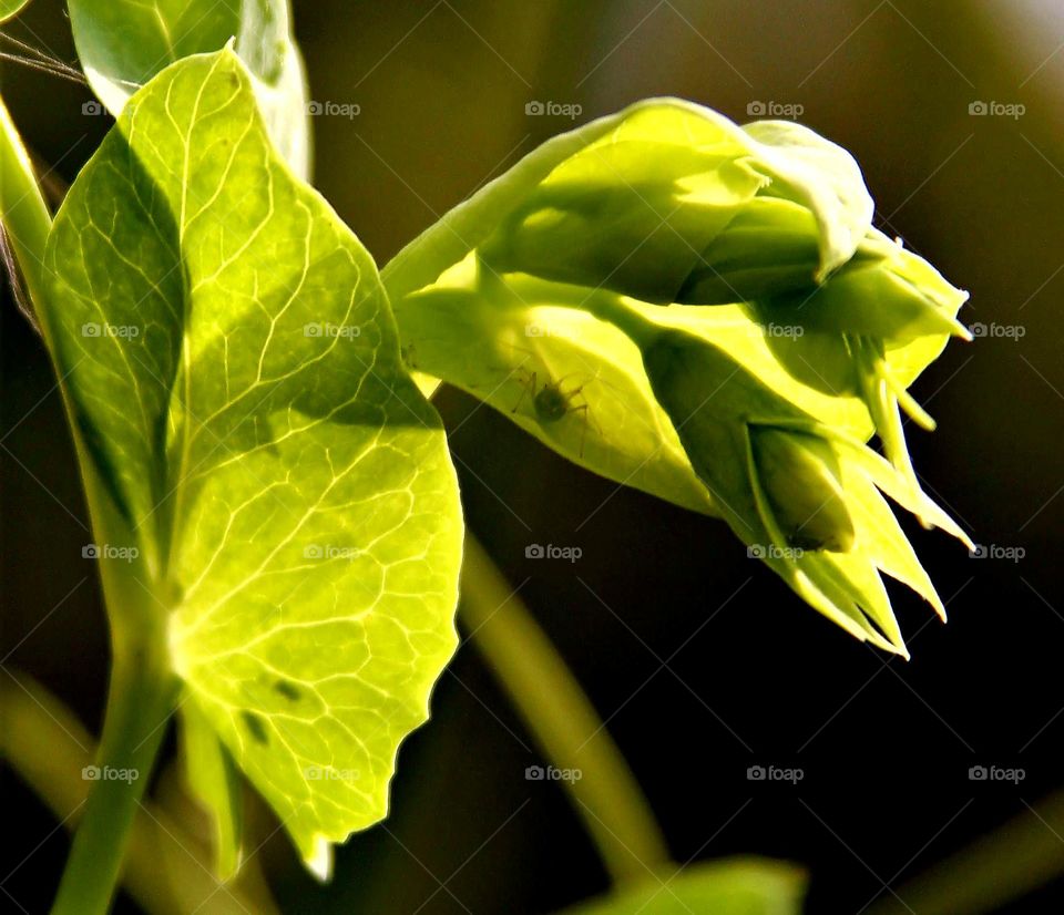 snow peas and an aphid hiding.