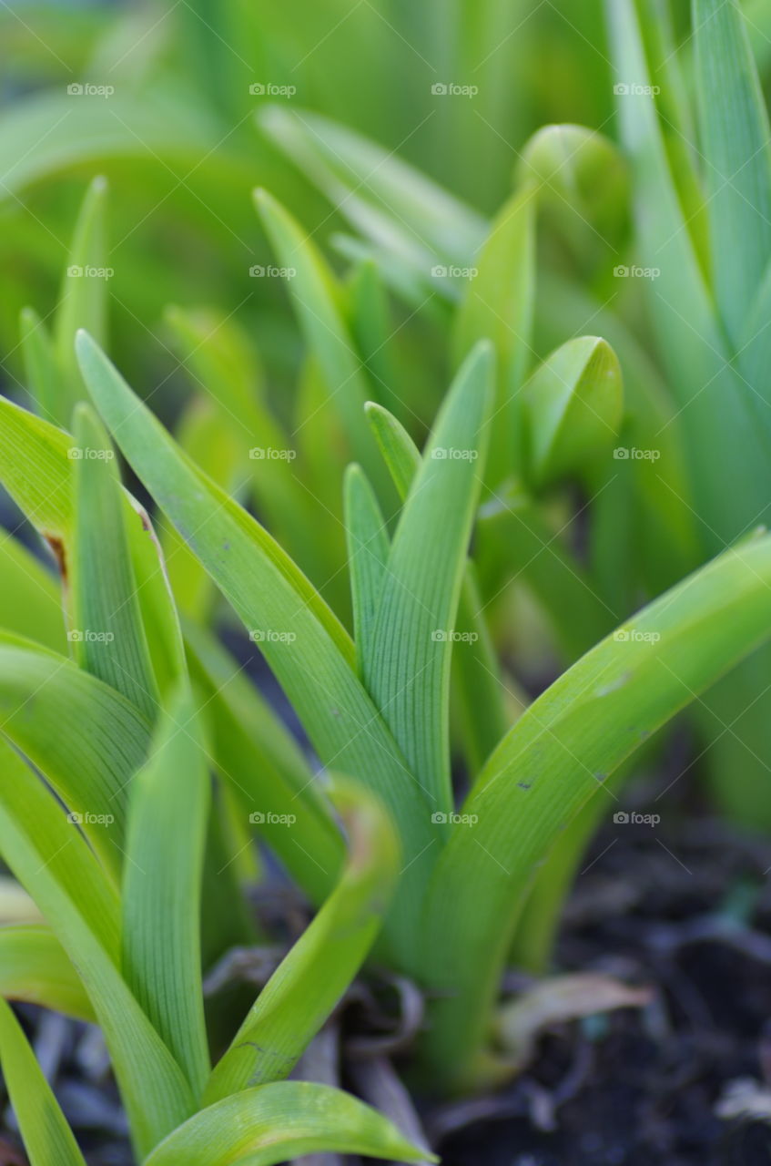 early signs of spring