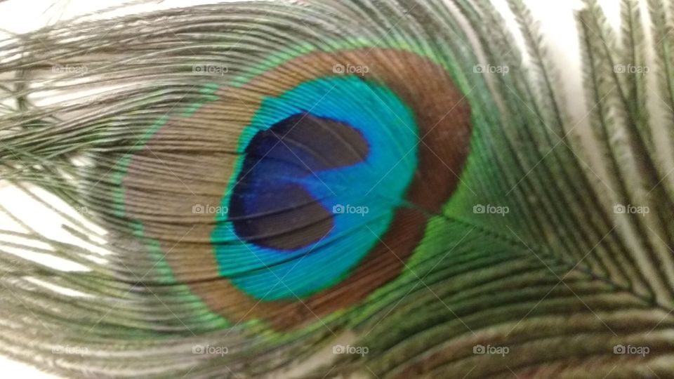 Even the peacock feathers are specially patterned by the almighty...