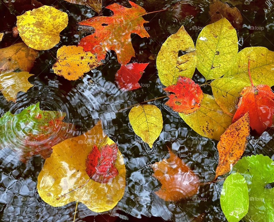 Autumn leaves fill a rain puddle with golden yellows, vibrant orange and fiery reds.