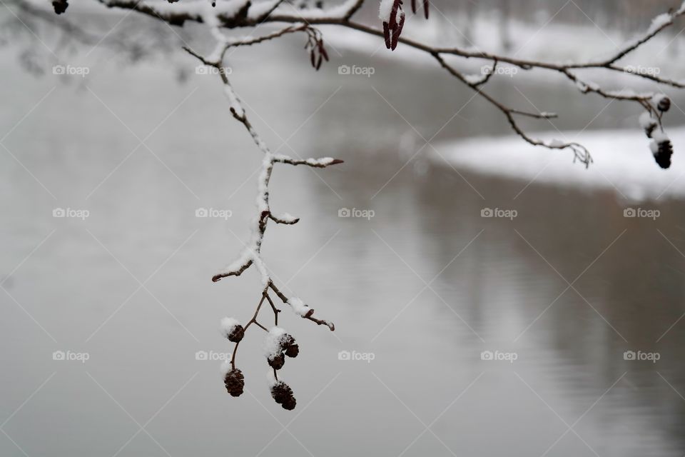 Snowy morning 