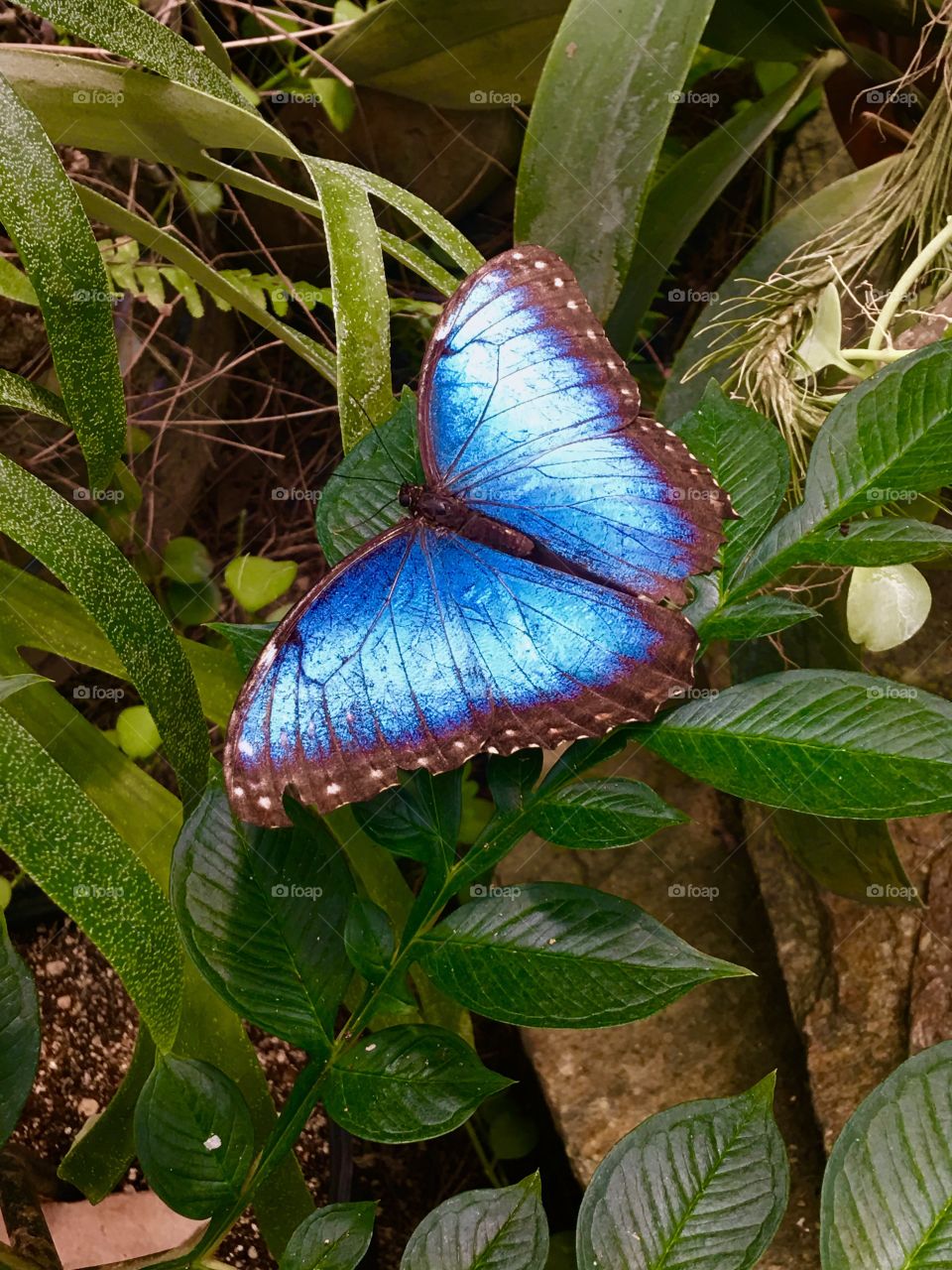 Butterfly in Hiding 