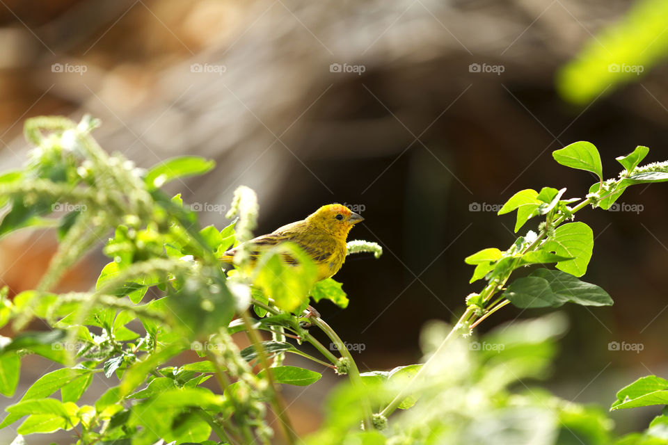 Yellow Canary.
