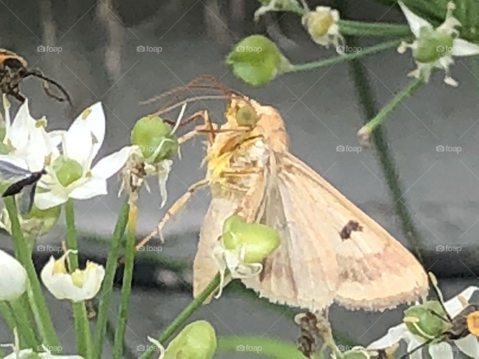 Cute moth enjoying a flower