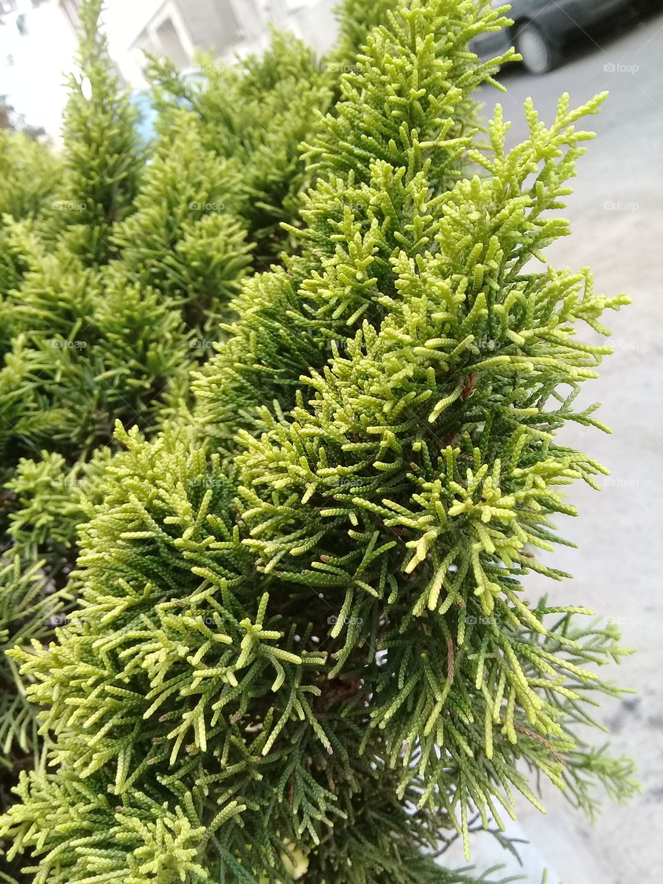 pine shrub