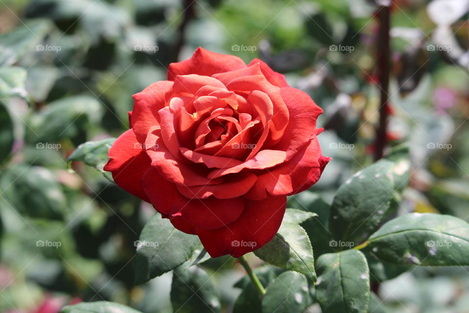 A red rose from Queen Sirikrit Botanical Garden Thailand