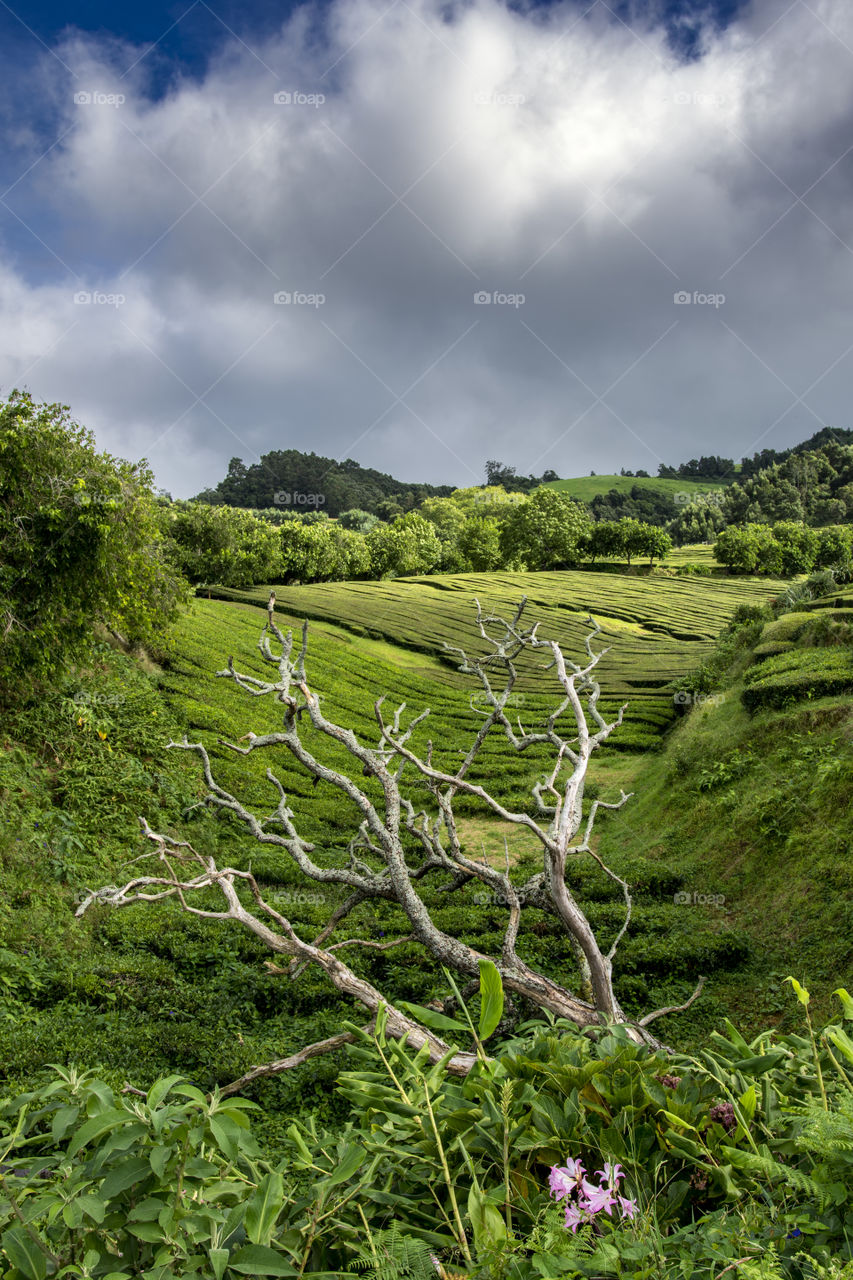 Hiking on the trail of tea plantation in Sao Miguel island, Azores, Portugal.