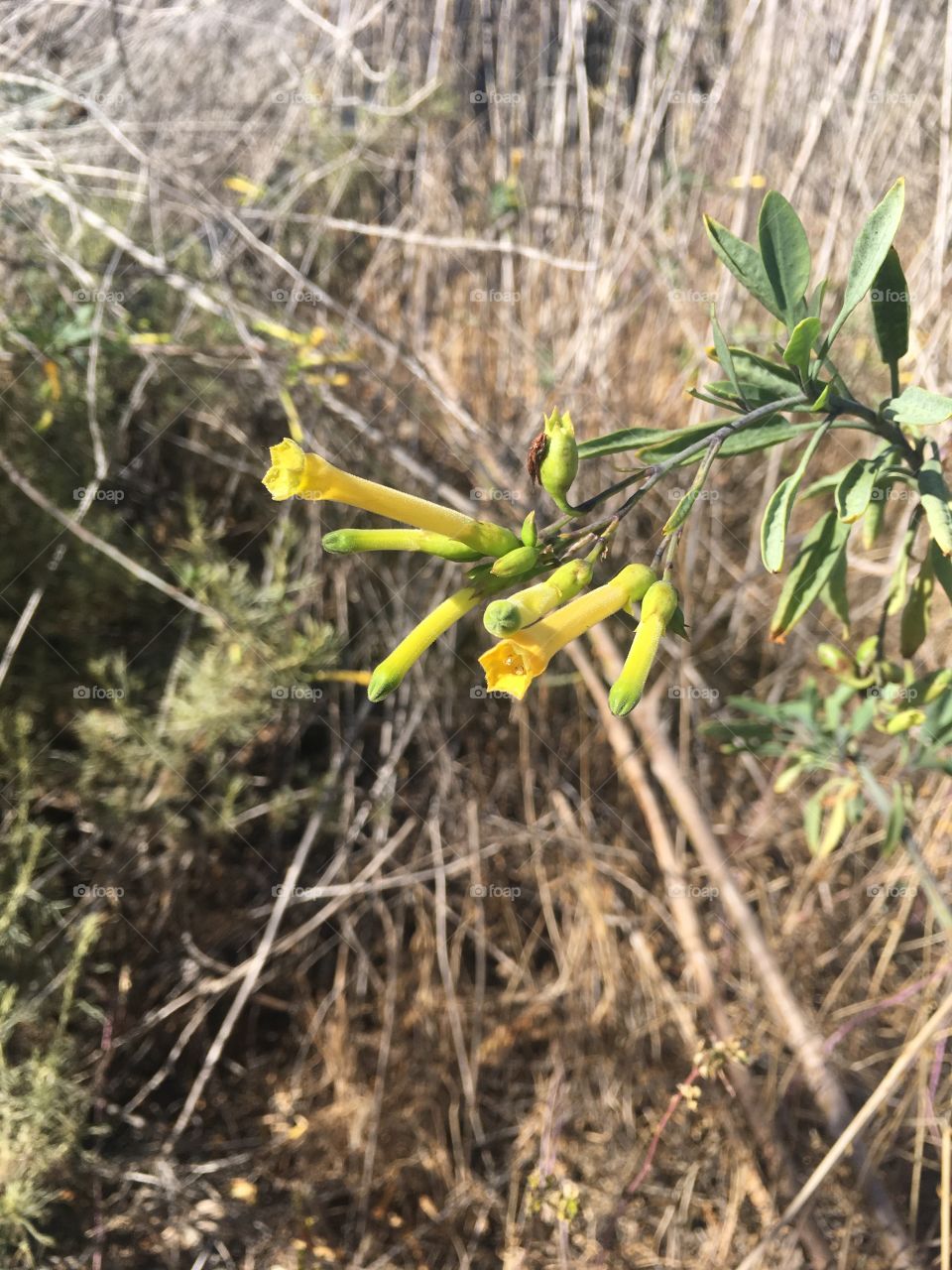 Tree tobacco - invasive species 