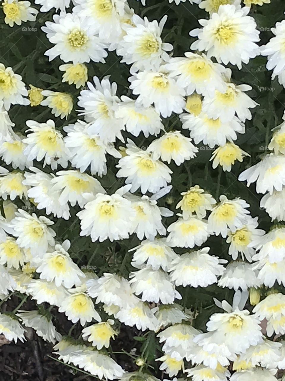 White Yellow Flowers