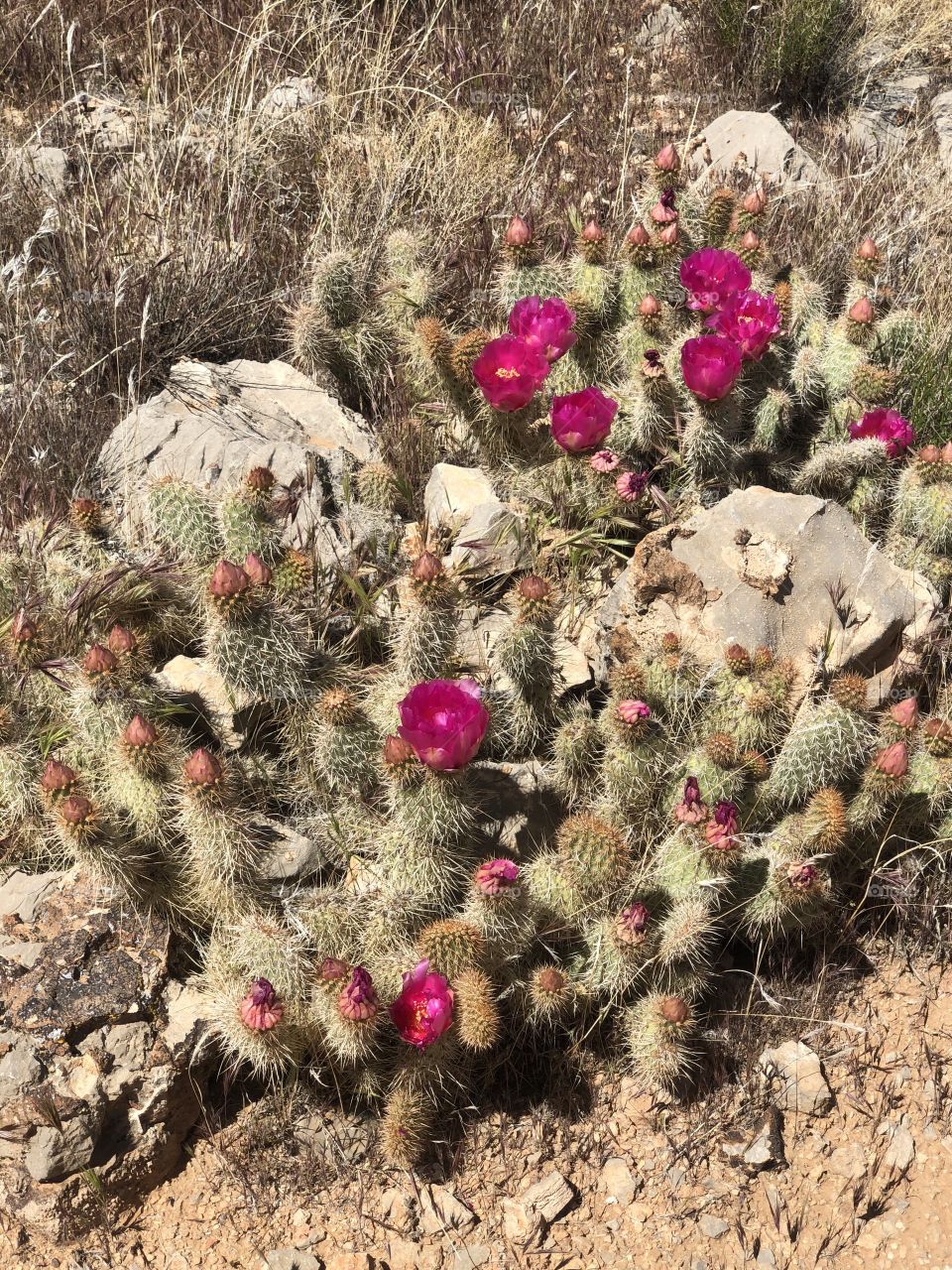 Desert flowers
