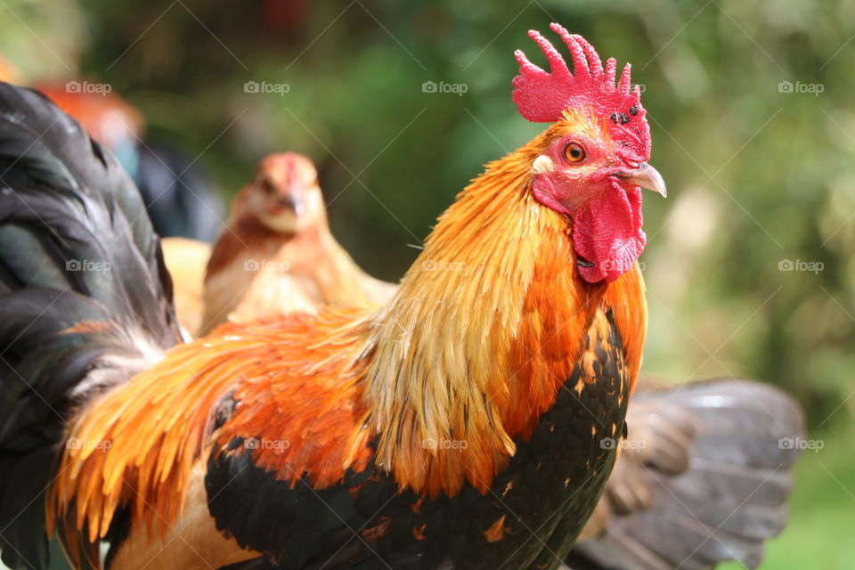 Rooster with colourful appeal and chicken behind him admiring his beauty i-close up