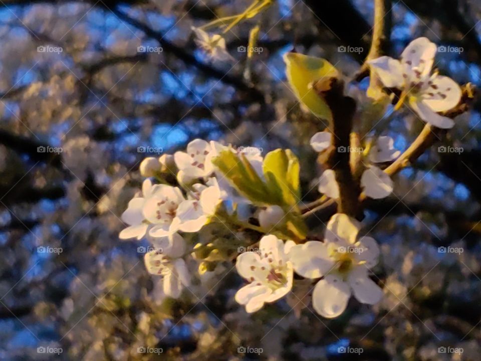 White blossoms