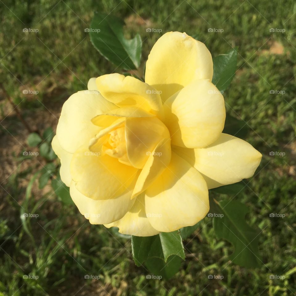 Yellow Rose 