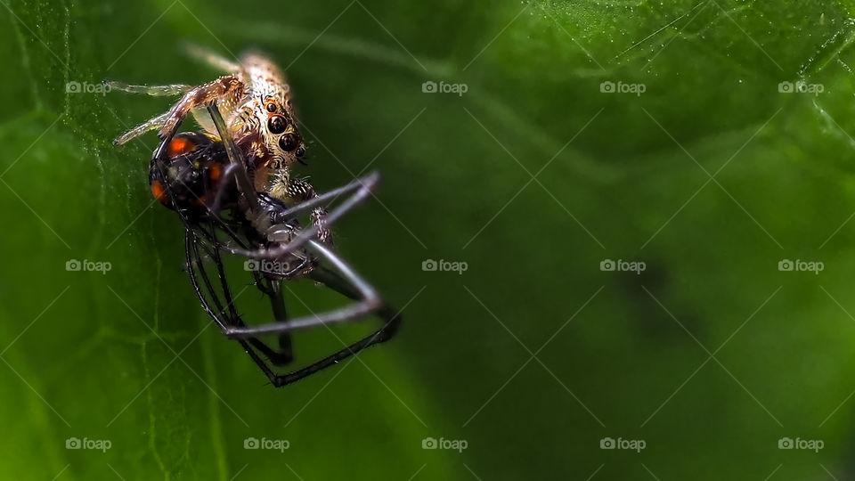 Spider capturing other spider