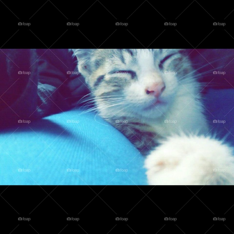 My pet
Mi mascota,hermosa gatita adoptada salvada del maltrato animal