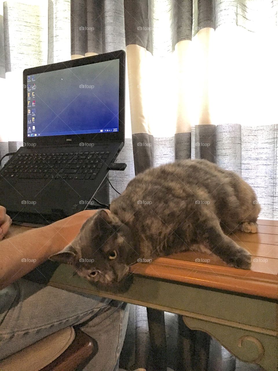 Lazy desk cat.