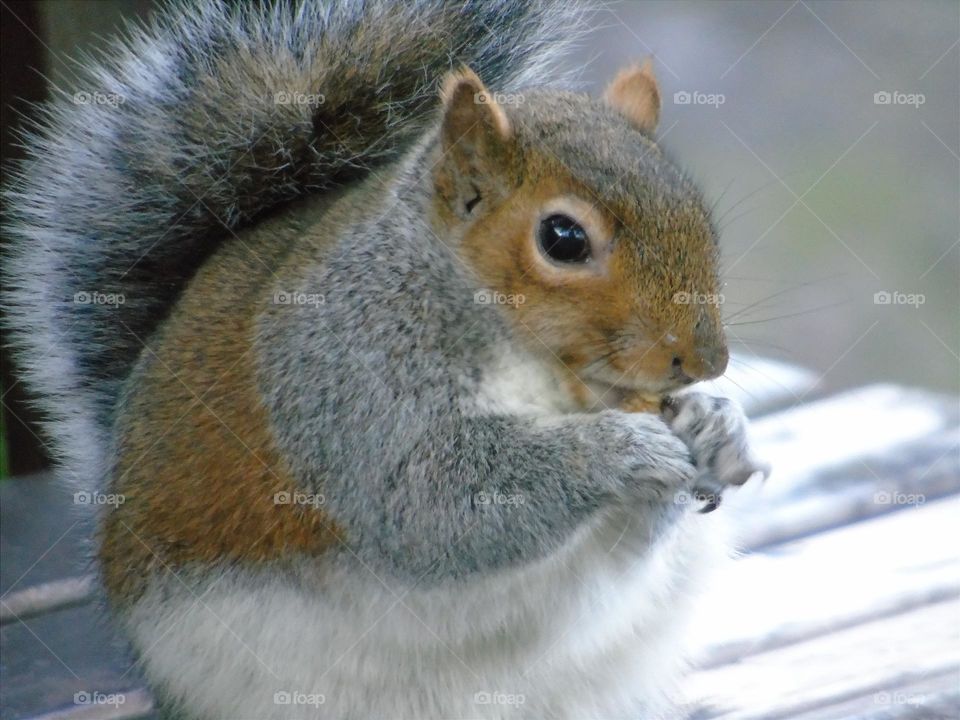 Grey Squirrel, so cold out there... Chantry Park, UK