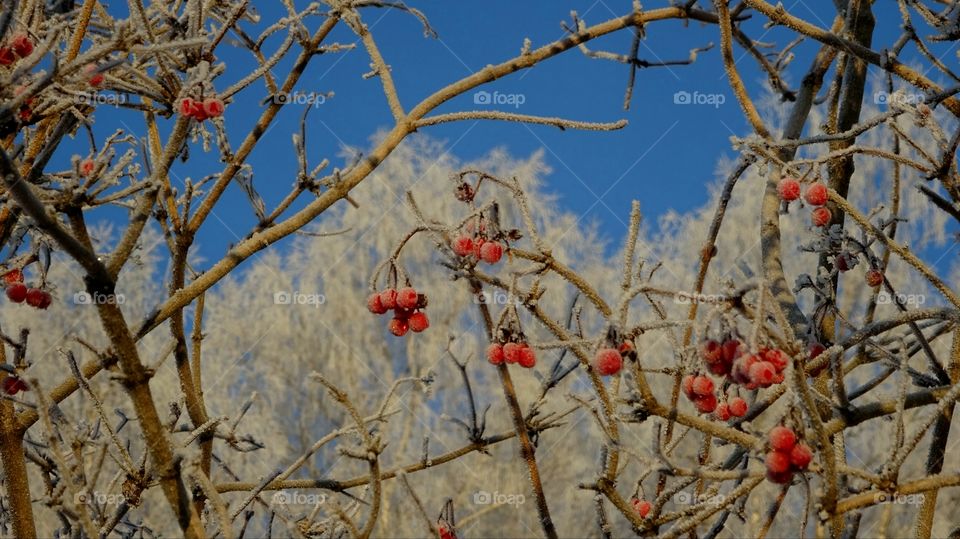 red frozen berries winter frost ural Russia