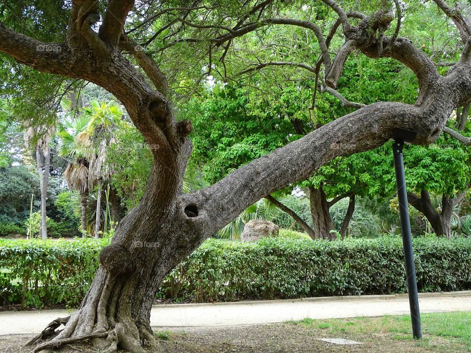Tree with support