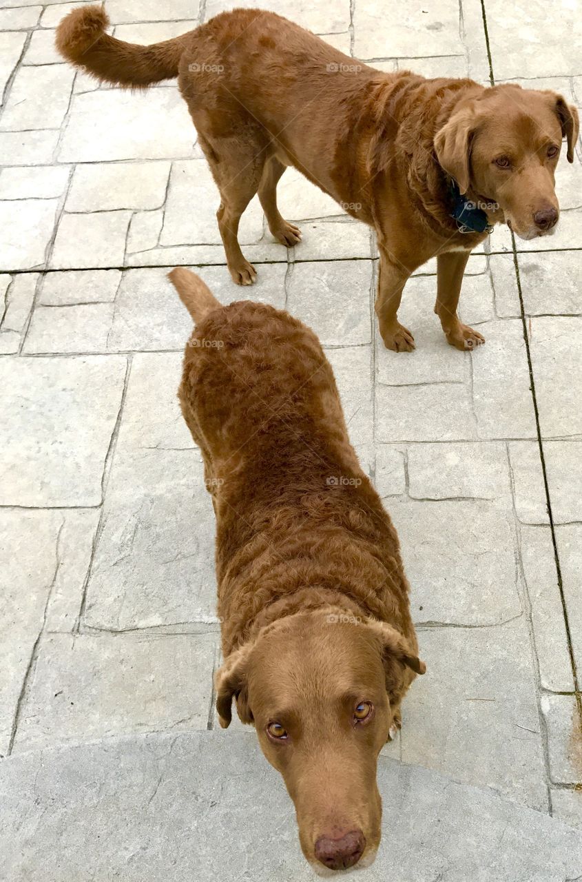 Two Chesapeake Bay Retrievers